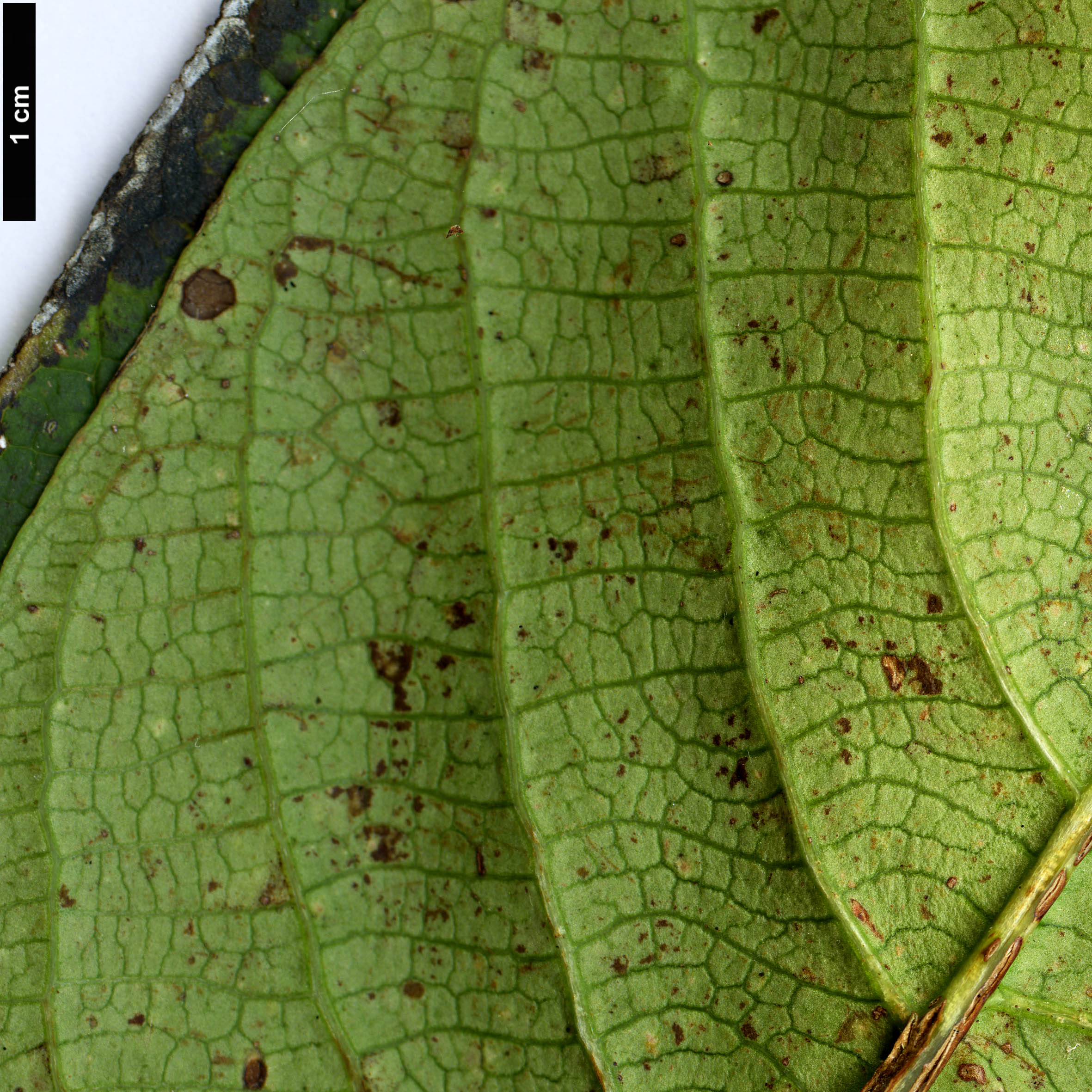 High resolution image: Family: Rosaceae - Genus: Pleiosorbus - Taxon: wardii